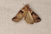 Acrobasis tumidana