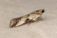 Acrobasis sp (glaucella/falouella)