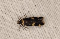 Oegoconia