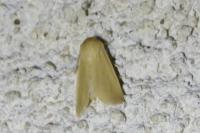 Mythimna pallens
