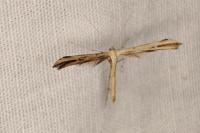 Emmelina monodactyla