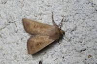 Mythimna albipuncta
