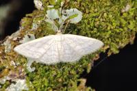 Idaea subsericeata