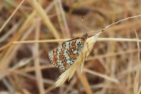 Melitaea didyma