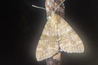 Catocala nupta