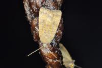 Noctua interjecta