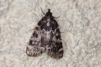 Aglossa caprealis