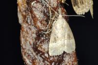 Hypena rostralis