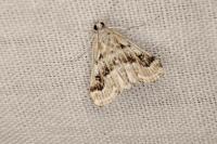 Parapoynx stratiotata