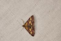 Pyrausta purpuralis