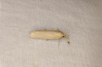 Ematheudes punctella
