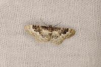 Idaea rusticata
