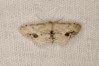 Idaea dimidiata