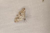 Elophila nymphaeata