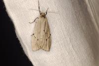 Pelosia muscerda