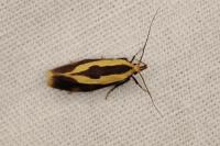 Harpella forficella