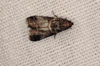 Acrobasis advenella