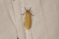 Wittia sororcula
