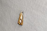 Catoptria pinella