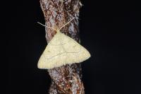 Paracolax tristalis