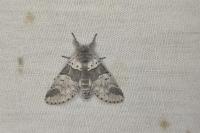 Furcula bifida