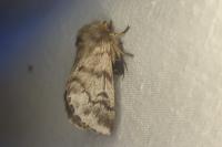 Thaumetopoea pityocampa
