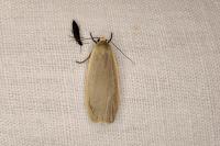 Collita griseola
