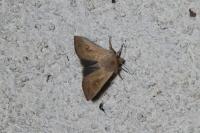Mythimna ferrago