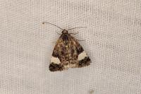 Tyta luctuosa