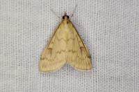 Ostrinia nubilalis