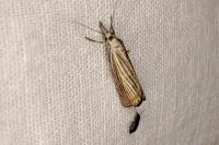 Chrysoteuchia culmella