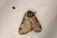 Drymonia obliterata