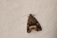 Deltote pygarga