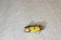 Agapeta zoegana