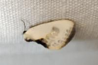 Cilix glaucata