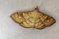 Anania verbascalis