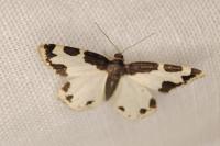 Lomaspilis marginata