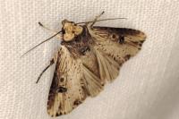 Axylia putris