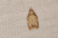 Carcina quercana