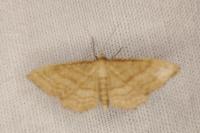 Idaea ochrata