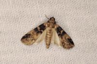 Euzophera pinguis