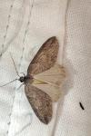 Pachycnemia hippocastanaria