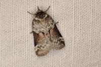 Nycteola siculana