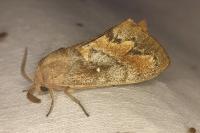 Dendrolimus pini