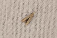 Coleophora