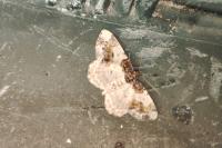 Ligdia adustata