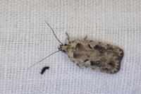 Agonopterix ocellana