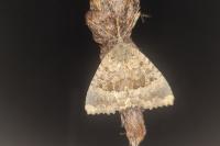 Mormo maura