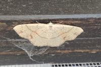 Cyclophora punctaria