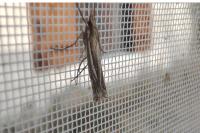 Ancylolomia tentaculella